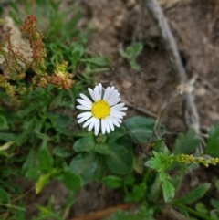 Brachyscome decipiens (Field Daisy) at Tinderry, NSW - 22 Nov 2020 by danswell