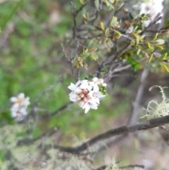 Epacris breviflora (Drumstick Heath) at Mt Holland - 21 Nov 2020 by danswell