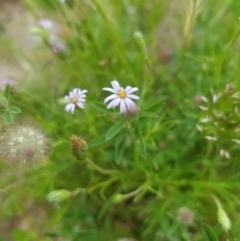Vittadinia (genus) (Fuzzweed) at Tinderry, NSW - 21 Nov 2020 by danswell