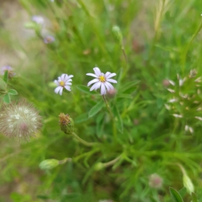 Vittadinia (genus) (Fuzzweed) at Tinderry, NSW - 21 Nov 2020 by danswell