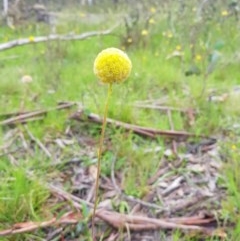 Craspedia sp. (Billy Buttons) at Tinderry, NSW - 21 Nov 2020 by danswell