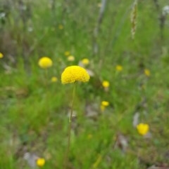 Craspedia sp. at Tinderry, NSW - suppressed