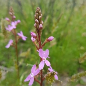 Stylidium sp. at Tinderry, NSW - suppressed