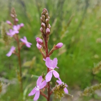 Stylidium (genus) (Trigger Plant) at Tinderry, NSW - 22 Nov 2020 by danswell