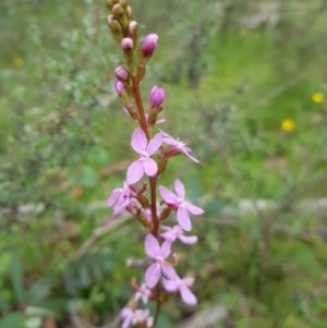 Stylidium sp. at Tinderry, NSW - suppressed