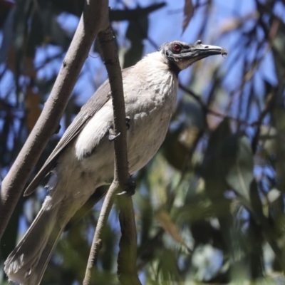 Philemon corniculatus (Noisy Friarbird) at Hawker, ACT - 3 Dec 2020 by AlisonMilton