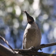 Philemon corniculatus at Hawker, ACT - 4 Dec 2020 07:57 AM