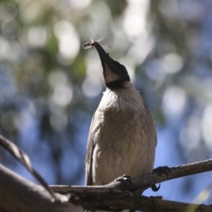 Philemon corniculatus at Hawker, ACT - 4 Dec 2020 07:57 AM