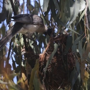 Philemon corniculatus at Hawker, ACT - 4 Dec 2020 07:57 AM