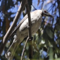 Philemon corniculatus at Hawker, ACT - 4 Dec 2020 07:57 AM