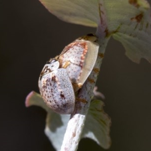 Paropsisterna m-fuscum at Hawker, ACT - 4 Dec 2020