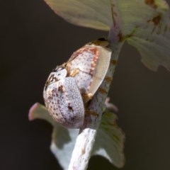 Paropsisterna m-fuscum (Eucalyptus Leaf Beetle) at Hawker, ACT - 3 Dec 2020 by AlisonMilton