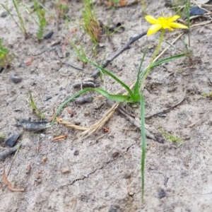 Hypoxis hygrometrica var. hygrometrica at Tinderry, NSW - 22 Nov 2020