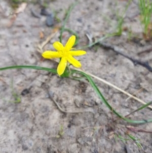 Hypoxis hygrometrica var. hygrometrica at Tinderry, NSW - 22 Nov 2020