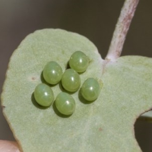 Amorbus sp. (genus) at Hawker, ACT - 4 Dec 2020