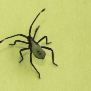 Amorbus sp. (genus) at Hawker, ACT - 4 Dec 2020