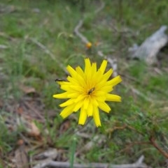 Unverified Plant by danswell