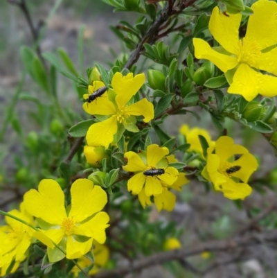 Hibbertia obtusifolia (Grey Guinea-flower) at Mt Holland - 21 Nov 2020 by danswell