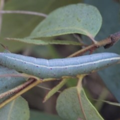 Lepidoptera unclassified IMMATURE (caterpillar or pupa or cocoon) at The Pinnacle - 4 Dec 2020 by AlisonMilton