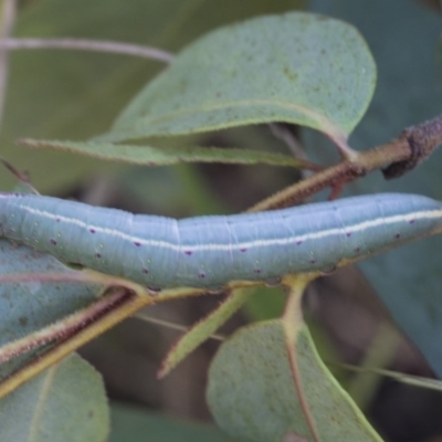 Lepidoptera unclassified IMMATURE (caterpillar or pupa or cocoon) at The Pinnacle - 4 Dec 2020 by AlisonMilton