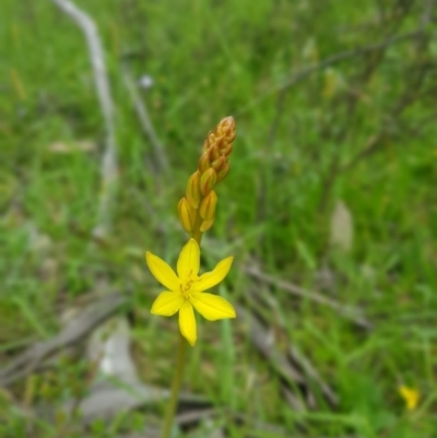 Bulbine bulbosa (Golden Lily) at Tinderry, NSW - 22 Nov 2020 by danswell