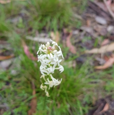 Stackhousia monogyna (Creamy Candles) at Mt Holland - 21 Nov 2020 by danswell