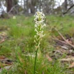 Stackhousia monogyna at Tinderry, NSW - 22 Nov 2020