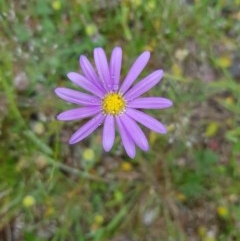 Unverified Plant by danswell