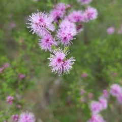 Kunzea parvifolia (Violet Kunzea) at Tinderry, NSW - 21 Nov 2020 by danswell