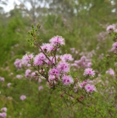 Kunzea parvifolia at Tinderry, NSW - 22 Nov 2020