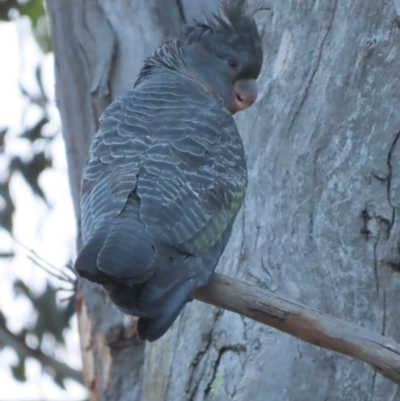 Callocephalon fimbriatum (Gang-gang Cockatoo) at Red Hill, ACT - 4 Dec 2020 by roymcd