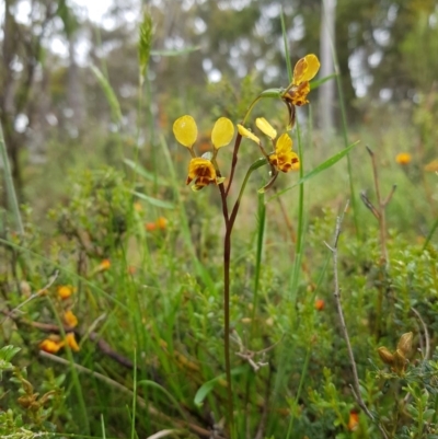 Diuris semilunulata (Late Leopard Orchid) at Mt Holland - 21 Nov 2020 by danswell