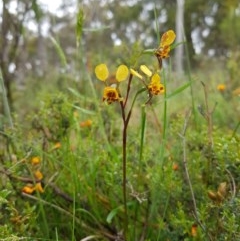 Diuris semilunulata (Late Leopard Orchid) at Tinderry, NSW - 21 Nov 2020 by danswell