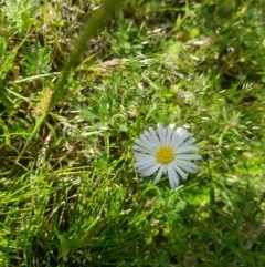 Brachyscome sp. (Cut-leaf Daisy) at Tinderry, NSW - 21 Nov 2020 by danswell