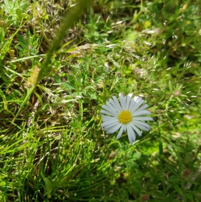 Brachyscome sp. (Cut-leaf Daisy) at Tinderry, NSW - 21 Nov 2020 by danswell