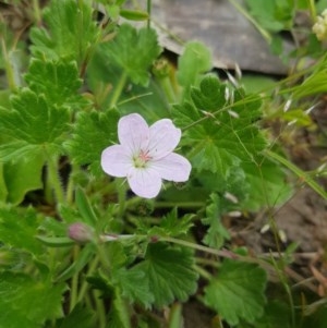 Geranium antrorsum at Tinderry, NSW - 21 Nov 2020