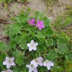 Geranium antrorsum at Tinderry, NSW - 21 Nov 2020