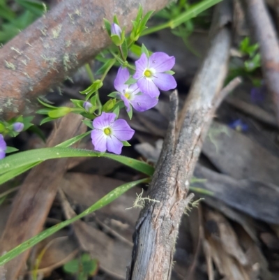 Veronica gracilis (Slender Speedwell) at Tinderry, NSW - 21 Nov 2020 by danswell