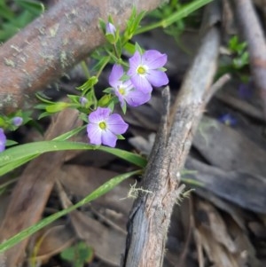 Veronica gracilis at Tinderry, NSW - 21 Nov 2020