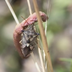 Oechalia schellenbergii (Spined Predatory Shield Bug) at Hawker, ACT - 4 Dec 2020 by AlisonMilton