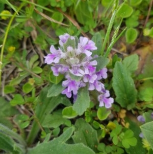 Ajuga australis at Tinderry, NSW - suppressed