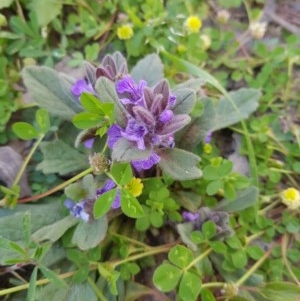 Ajuga australis at Tinderry, NSW - suppressed