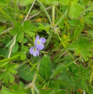 Veronica gracilis at Tinderry, NSW - 21 Nov 2020 02:59 PM