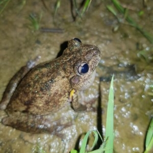 Litoria peronii at Tinderry, NSW - suppressed