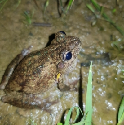 Litoria peronii (Peron's Tree Frog, Emerald Spotted Tree Frog) at Mt Holland - 21 Nov 2020 by danswell