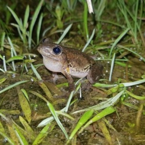 Litoria peronii at Tinderry, NSW - suppressed