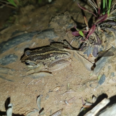 Litoria verreauxii verreauxii (Whistling Tree-frog) at Mt Holland - 21 Nov 2020 by danswell