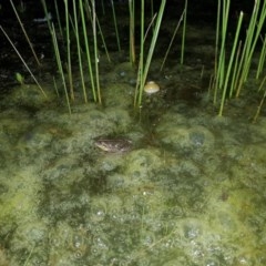 Limnodynastes tasmaniensis (Spotted Grass Frog) at Tinderry, NSW - 21 Nov 2020 by danswell