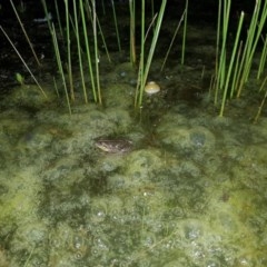 Limnodynastes tasmaniensis (Spotted Grass Frog) at Mt Holland - 21 Nov 2020 by danswell