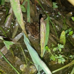 Crinia signifera at Tinderry, NSW - suppressed